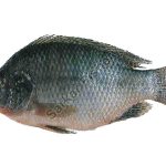 Tilapia