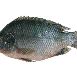 Tilapia