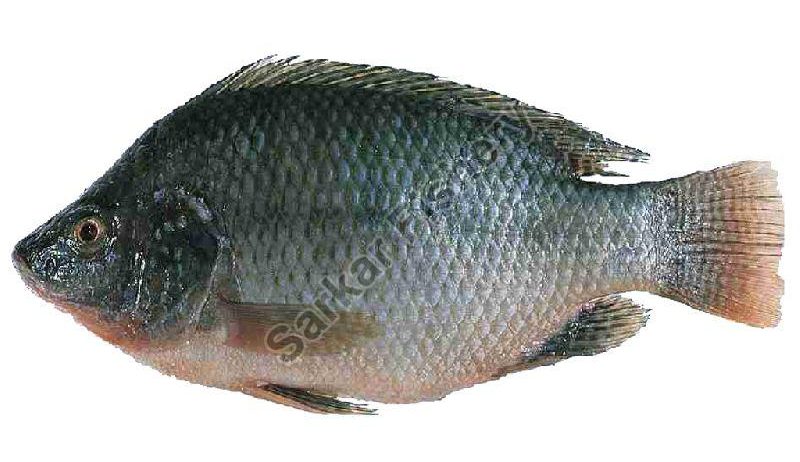 Tilapia