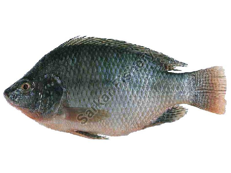 Tilapia