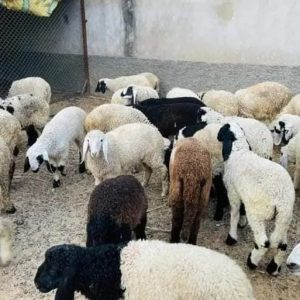 Yuvrajsheep