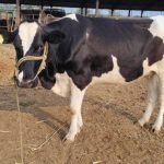 CBHF-COW-Tag-NO.-106296176848-3