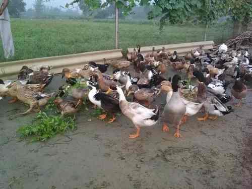 indian-runner-adult-500×500-1