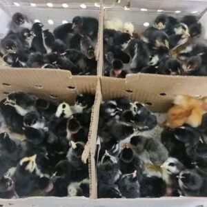 Blackaustralorpchicks