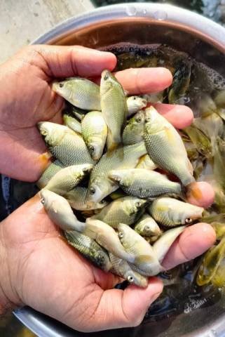 common-carp-fish-seed-2-1-1-6