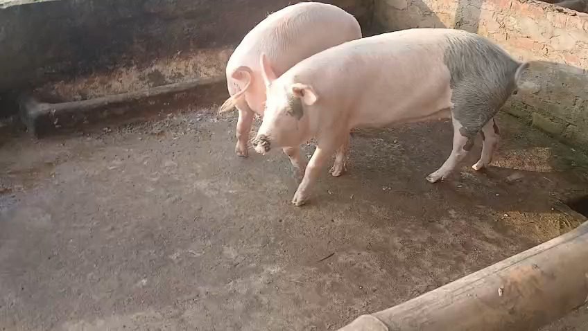 WhatsApp-Video-2025-05-20-at-5.01.30-PM-0