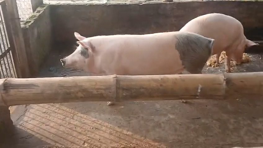 WhatsApp-Video-2025-05-20-at-5.01.30-PM-1