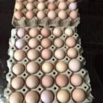 1653733479795-jpg-1000×1000-1