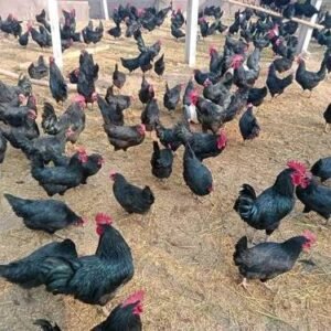 Black-autralorp-murgi