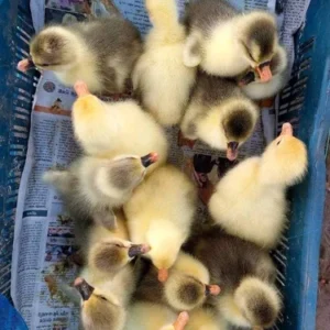 Gauravindianrunnerchicks