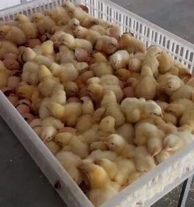 Gauravmarshalbroiler