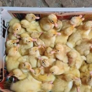 Gauravwhitepekinduckchicks