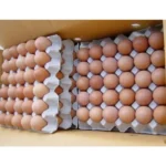 farm-brown-egg-1000×1000-1