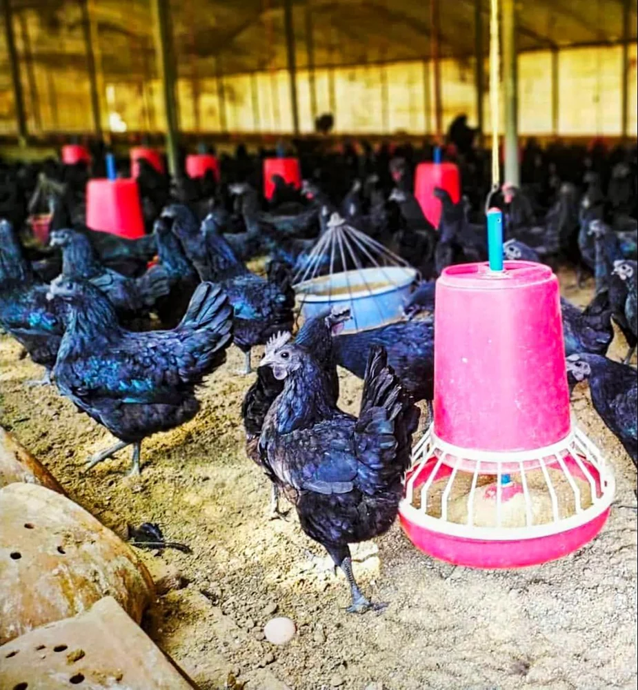 kadaknath-eggs-1000×1000-1