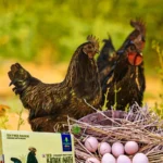 kadaknath-eggs-1000×1000-2