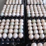 poultry-eggs-1000×1000-1
