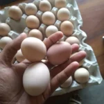 product-jpeg-1000×1000-1