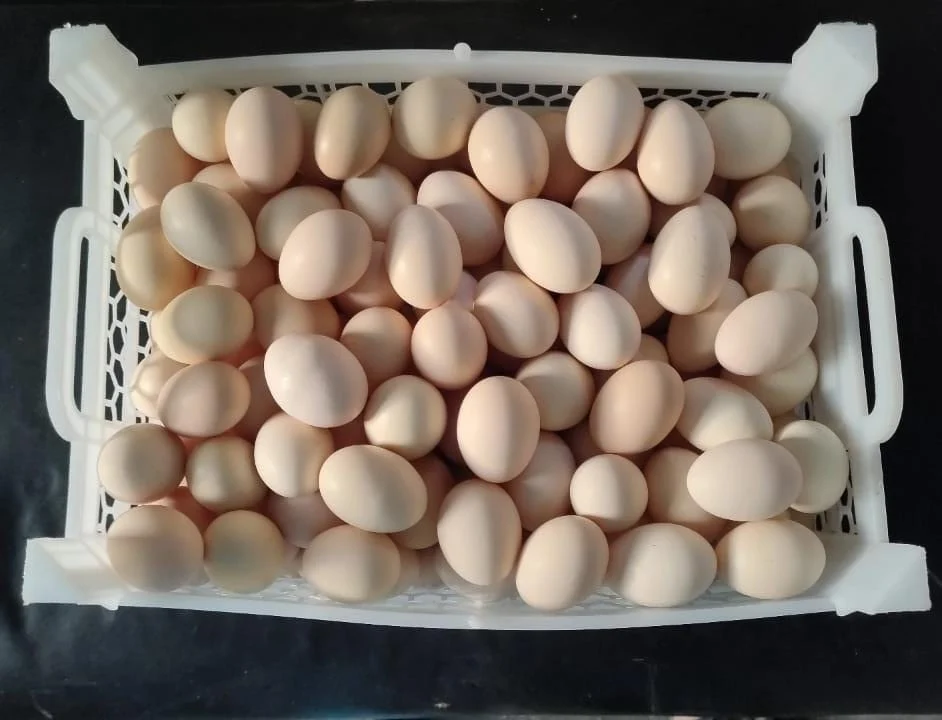 product-jpeg-1000×1000-2