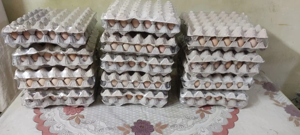 product-jpeg-1000×1000-3