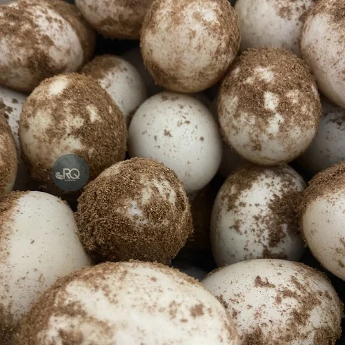 product-jpeg-1000×1000-5