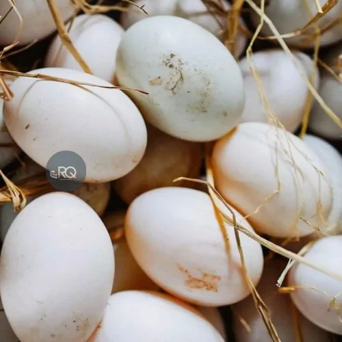 product-jpeg-1000×1000-6