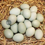 product-jpeg-1000×1000-7