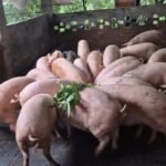 Screenshot_2025-08-07-01-13-25-852_com.whatsapp.w4b-edit