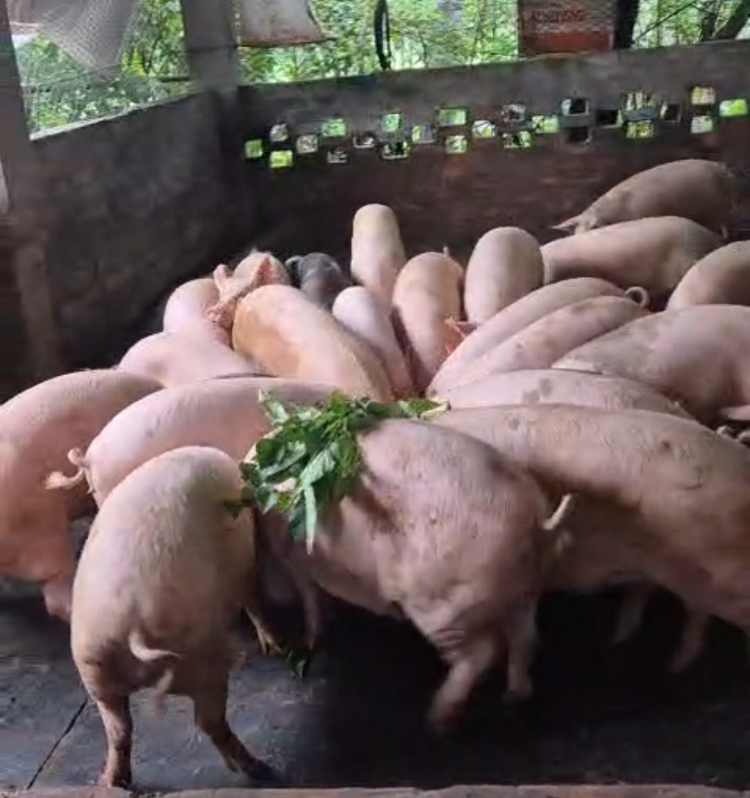 Screenshot_2025-08-07-01-13-25-852_com.whatsapp.w4b-edit