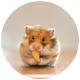 Hamster