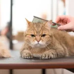 Cat Grooming