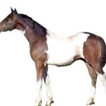 Deccani Horse