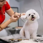 Dog Grooming