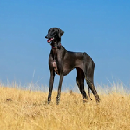 Mudhol Hound