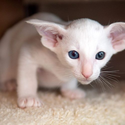 Oriental Shorthair