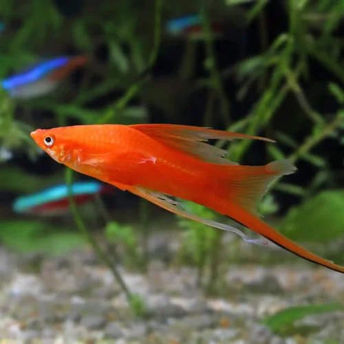 Swordtail Fish