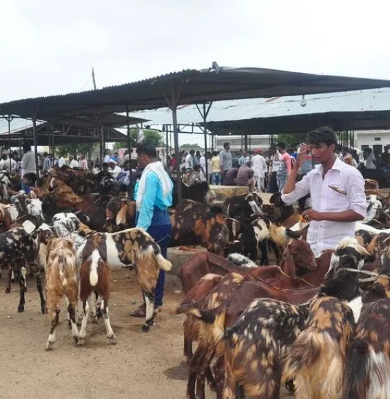 About Ajmer Bakra Mandi About Ajmer Bakra Mandi
